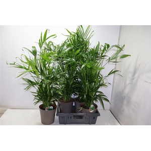 Dypsis In Pot Brown