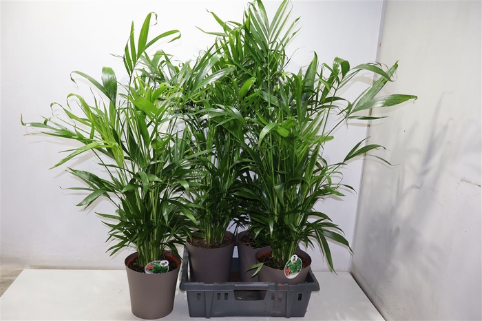 <h4>Dypsis In Pot Brown</h4>
