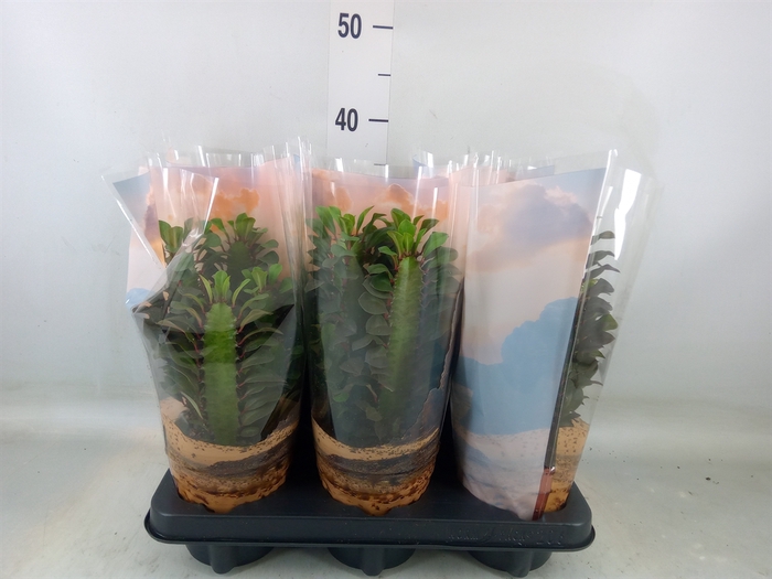 <h4>Euphorbia trigona 'Rubra'</h4>