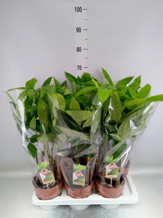 <h4>Pachira aquatica</h4>