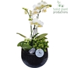 PH036 Esra Small Black
