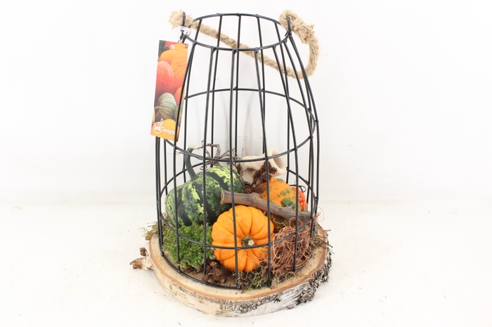 <h4>arr4 Sierfruit MB - Vogelkooi XL</h4>