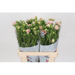 RAN BUTTERFLY ARIADNE