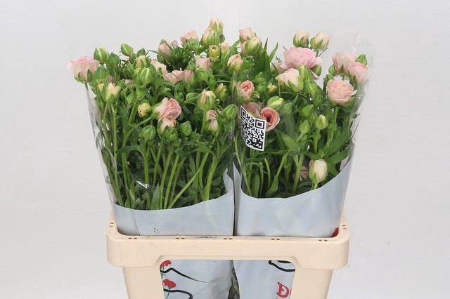 <h4>RAN BUTTERFLY ARIADNE</h4>