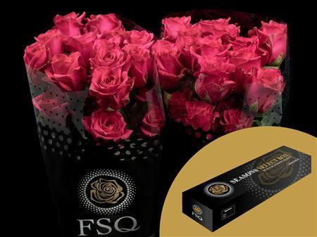 <h4>R Gr Hot Explorer</h4>