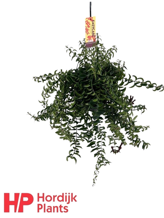 <h4>Aeschynanthus 'Twister'</h4>
