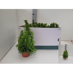 RHIPSALIS OV
