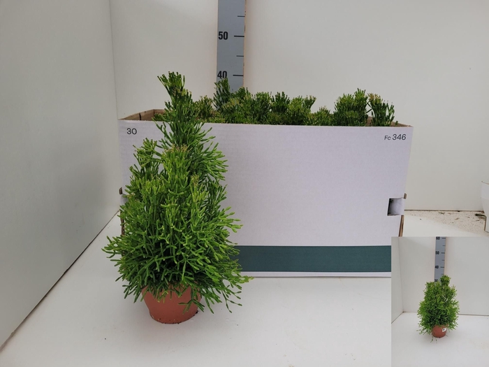 <h4>RHIPSALIS OV</h4>