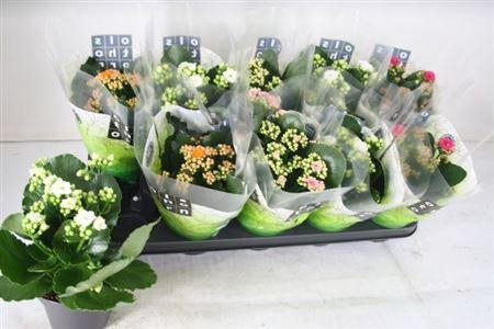 <h4>Kal Ge Gem 4 Kl</h4>