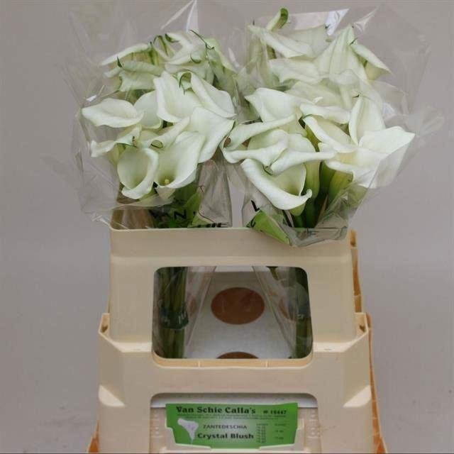 <h4>CALLA CRYSTAL BLUSH ZANT CRYSTAL BL</h4>