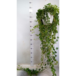 Hedera helix 'Wonder'