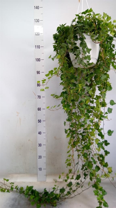 <h4>Hedera helix 'Wonder'</h4>