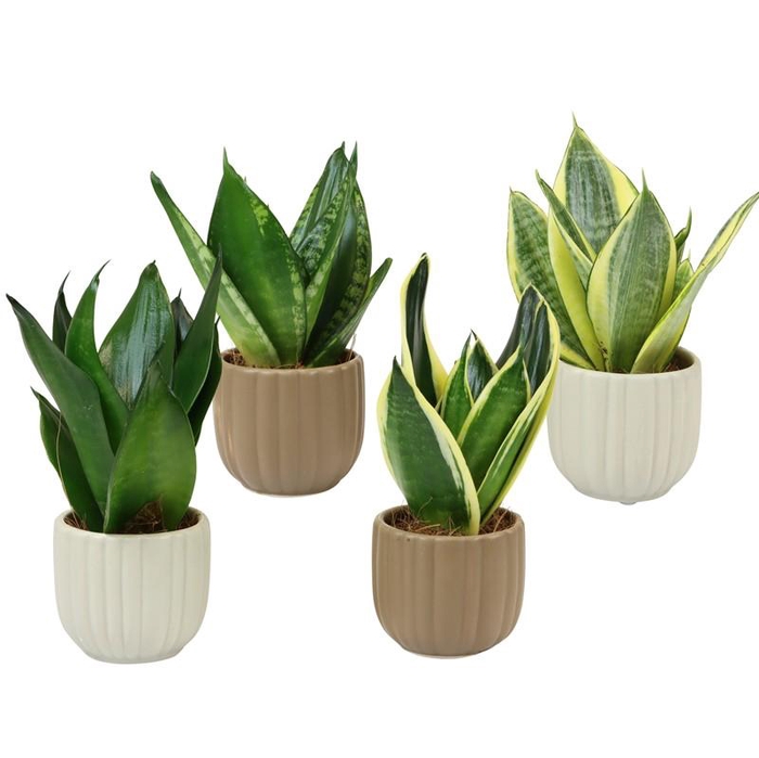 <h4>SANSEVIERIA TRIFASCIATA</h4>