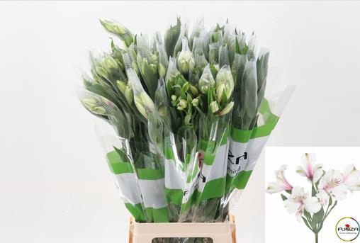 <h4>Alstr Himalaya Fu</h4>