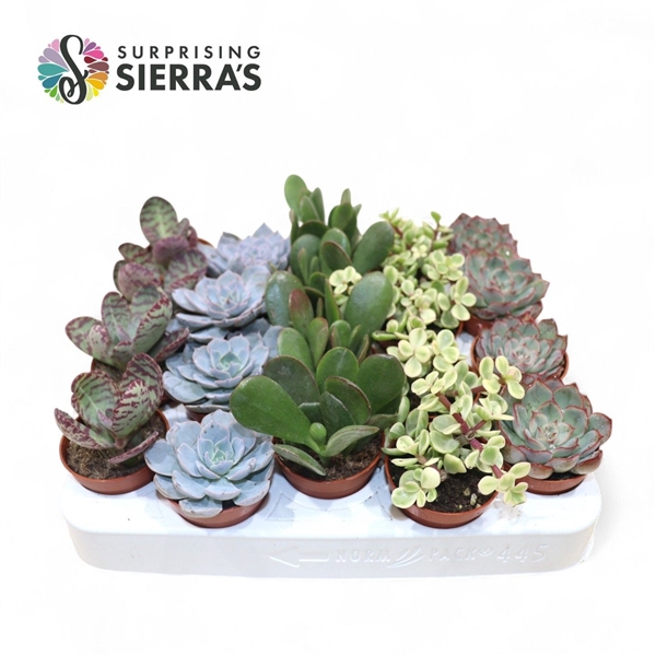 <h4>Succulent Mix P5.5</h4>