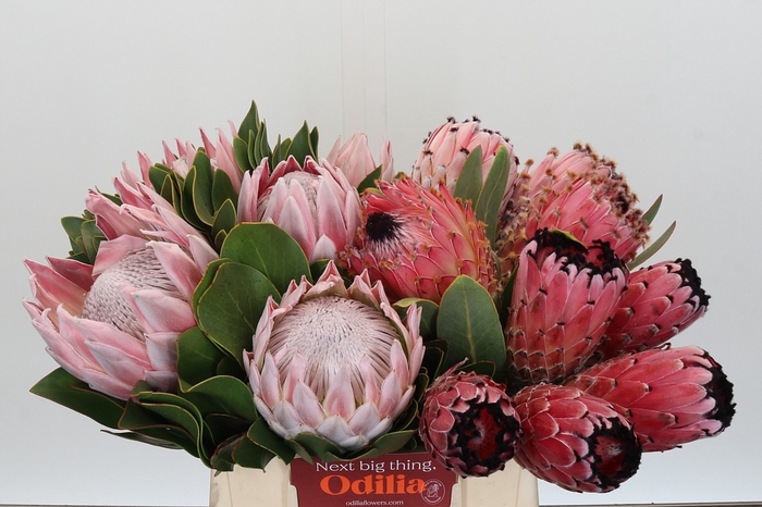 Protea Mix