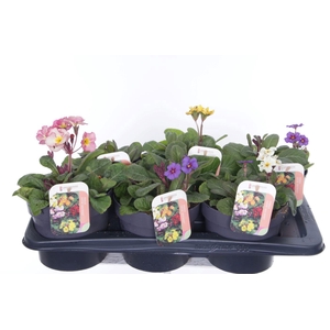 Primula elatior Gold Nugget mix