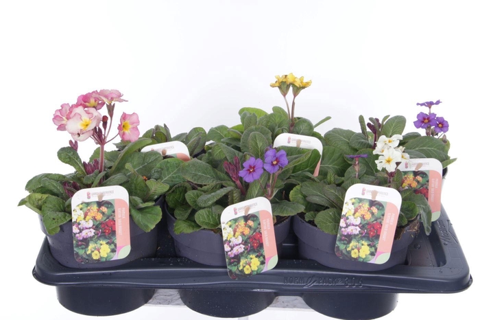 <h4>Primula elatior Gold Nugget mix</h4>
