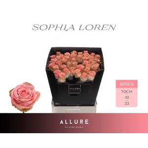 Rosa large sophia loren Allure