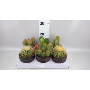 Cactus   ...