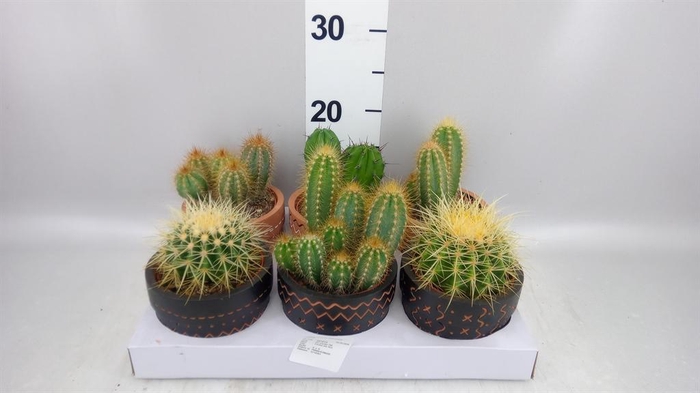 <h4>Cactus   ...</h4>