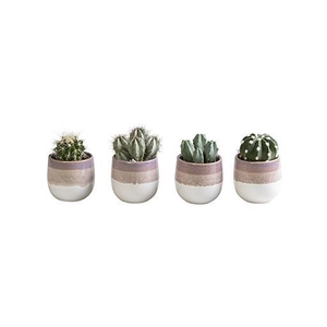 CACTUS MIX P6 L 65839