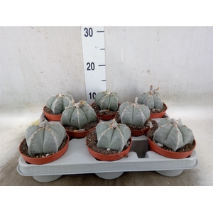 Astrophytum myriostigma