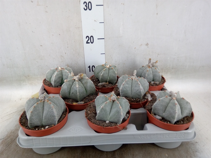 <h4>Astrophytum myriostigma</h4>