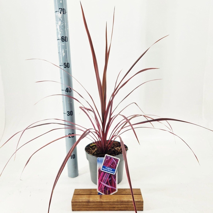 <h4>Cordyline</h4>