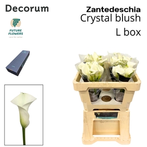 Zant Crystal Blush Large Box 50 Cm