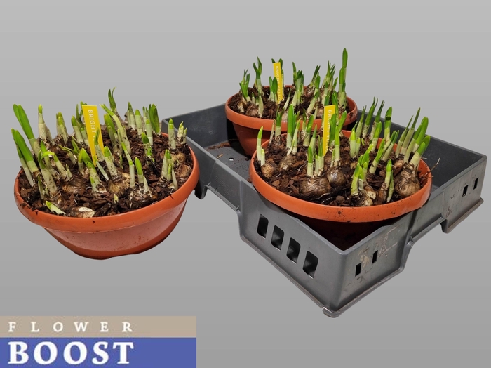 <h4>NARC O TETE A TETE</h4>