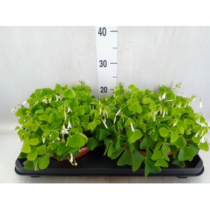 Oxalis trian. ssp papilion.