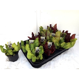SARRACENIA OV