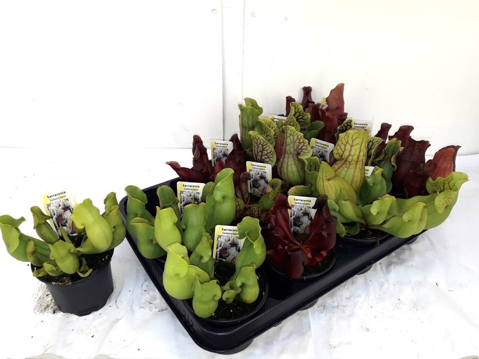 <h4>SARRACENIA OV</h4>
