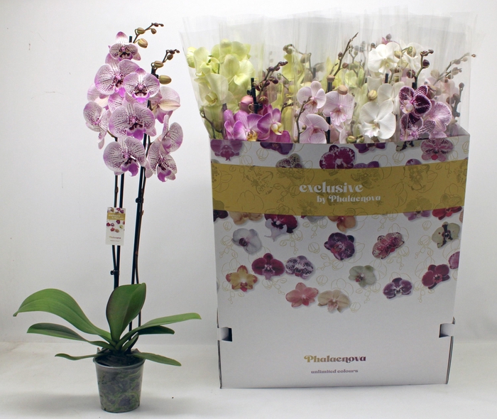 <h4>PHAL GEM 10 KL</h4>