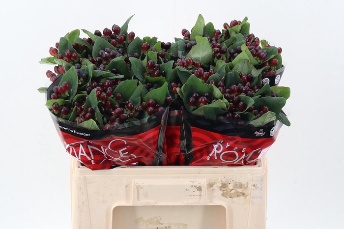 <h4>Hyp Rocky Rom 50cm</h4>