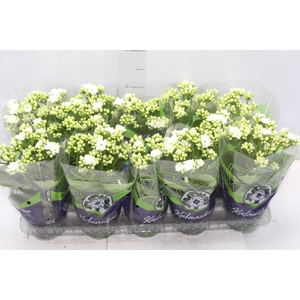 KALANCHOE DOBRADO P11 BRANCO