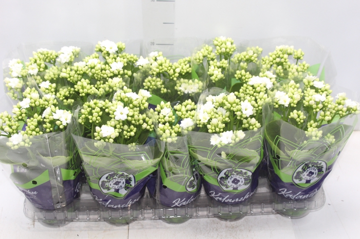 <h4>KALANCHOE DOBRADO P11 BRANCO</h4>