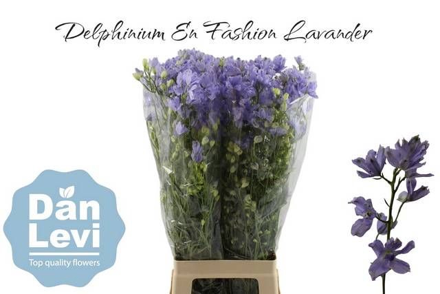 <h4>DELPH EN FASHION LAV</h4>
