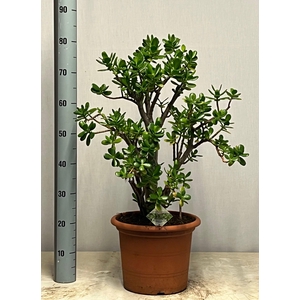 CRASS OVATA