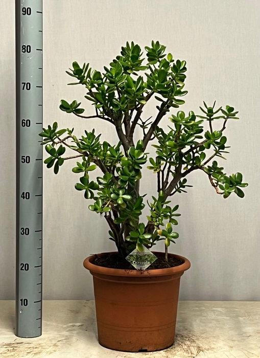 CRASS OVATA