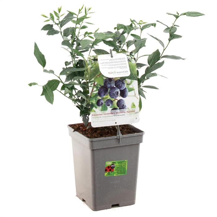 Vaccinium corymbosum Goldtraube P18