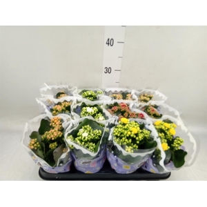 Kalanchoe blos.   ..rosebud mix  5
