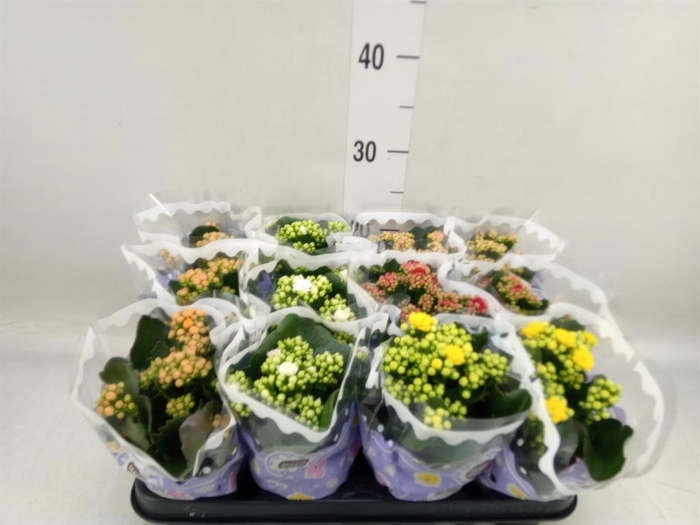 <h4>Kalanchoe blos.   ..rosebud mix  5</h4>