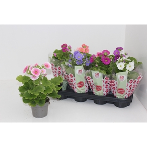 PRIM OB SWEETK A GEM