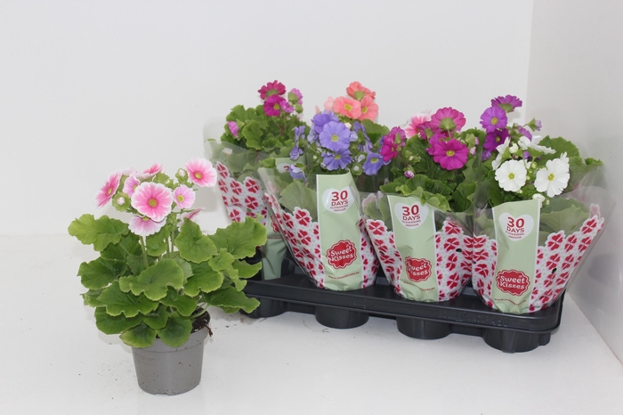 <h4>PRIM OB SWEETK A GEM</h4>