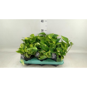 Epipremnum pinn. 'NJoy Gold'