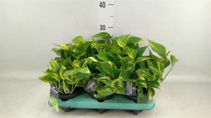 <h4>Epipremnum pinn. 'NJoy Gold'</h4>