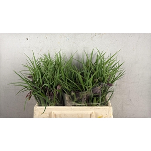 FRIT MELEAGRIS 030CM