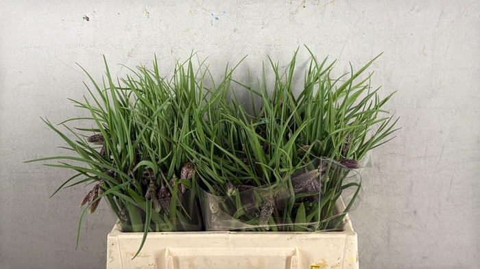 <h4>FRIT MELEAGRIS 030CM</h4>